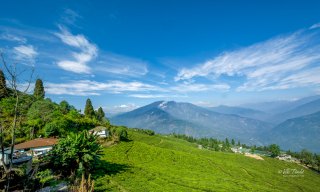 The lush green Temi Tea Gardens