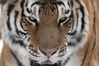 Amur Tiger at Asahiyama Zoo