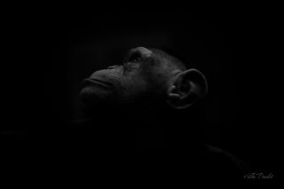 Chimp at Asahiyama Zoo