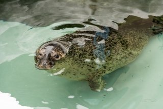 Goma/Earless  Seal