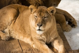 Lioness at Asahiyama Zoo