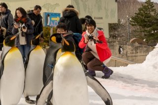 Mani at the Penguin Walk