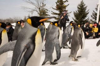 Penguins out for a walk