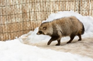 Racoon Dog at Asahiyama Zoo