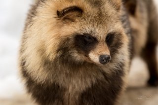 Racoon Dog at Asahiyama Zoo
