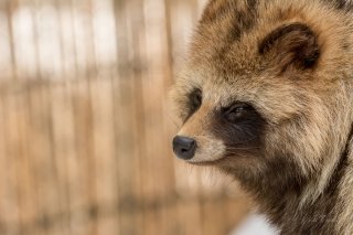 Racoon Dog at Asahiyama Zoo