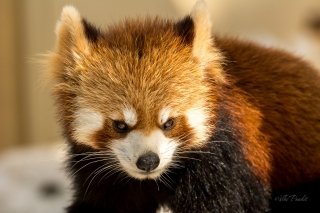 Red Panda at Asahiyama Zoo