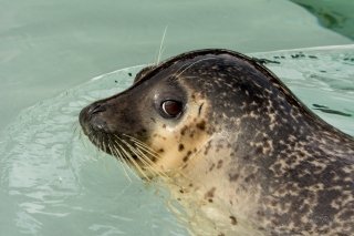 Goma/Earless  Seal
