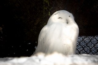 Snowy Owl at Asahiyama Zoo