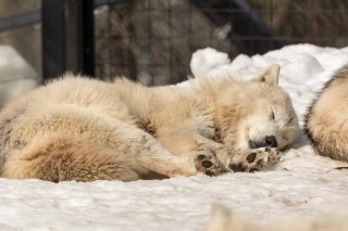 Wolf at Asahiyama Zoo