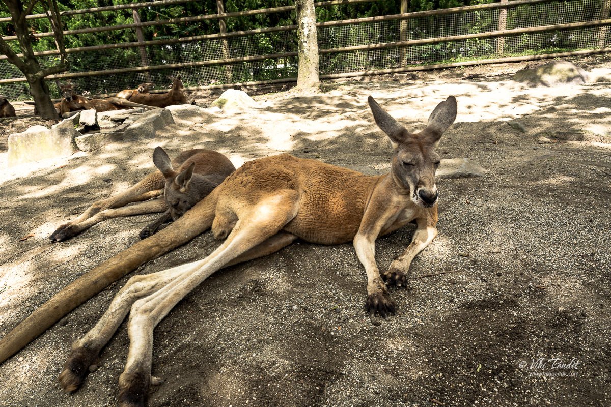 Kangaroos at Beppu African Safari Park