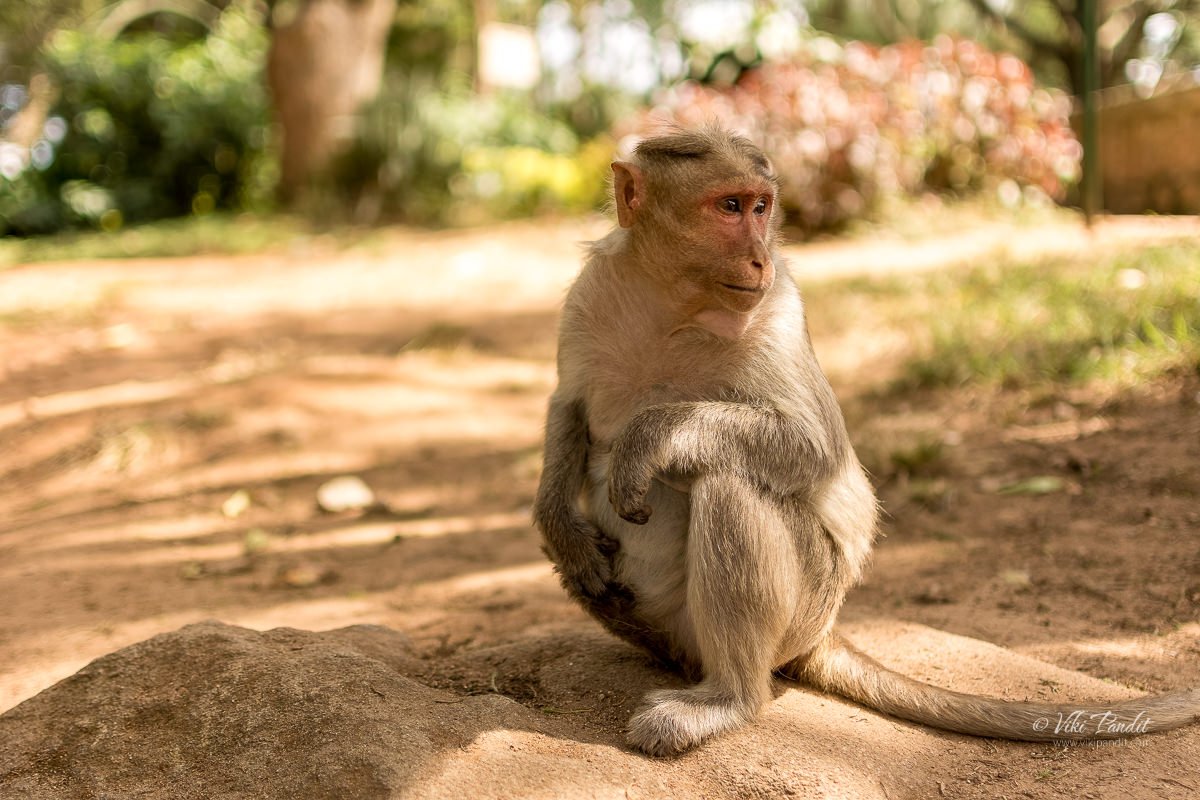 A Monkey in the Nandi Hills area