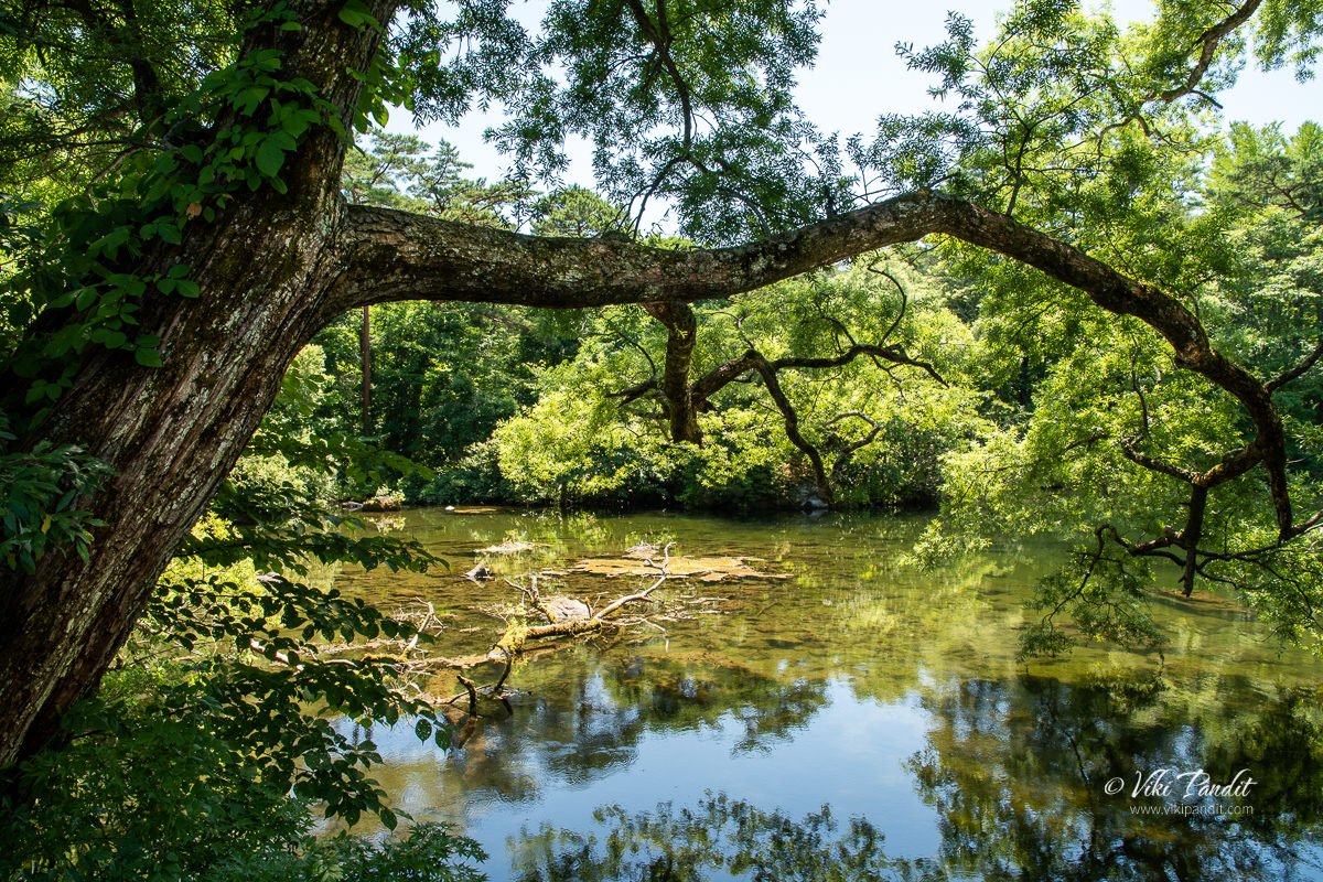 Yanagi-numa Pond along the Goshiki-numa Nature Trail
