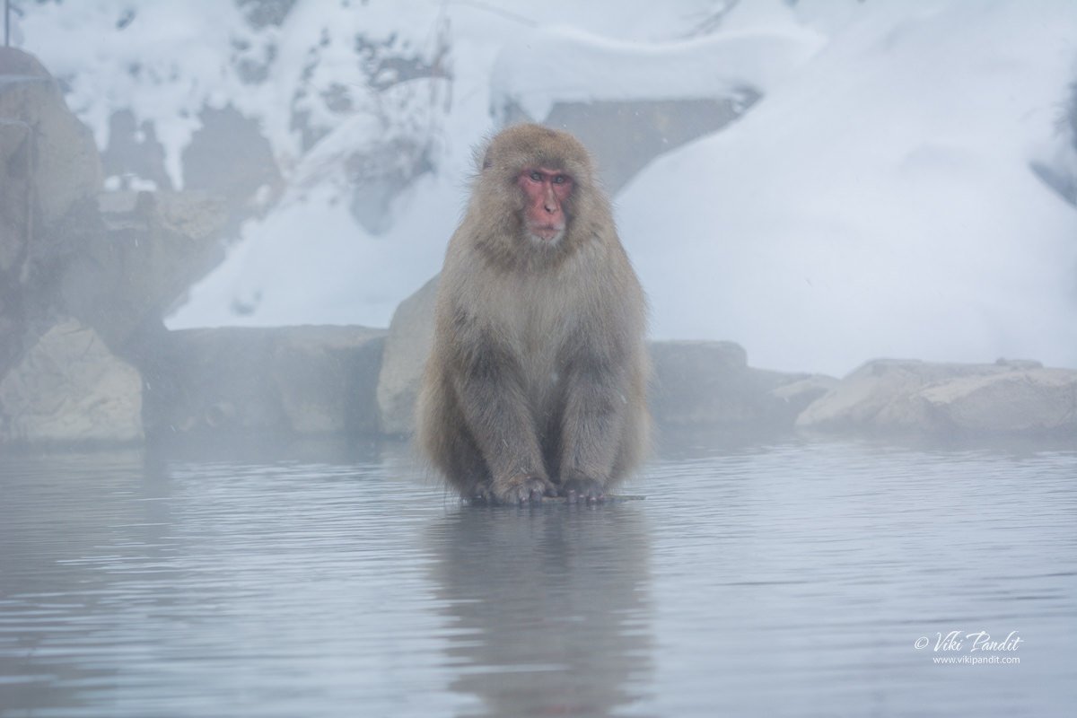 Monkey sitting in the center of the hot water spring at Jigokudani Monkey Park