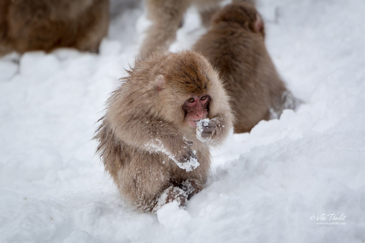 Snow Monkey feeding at Jigokudani Monkey Park