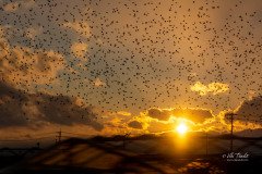 Flock of birds in the Sunset