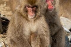A monkey couple at Jigokudani Monkey Park