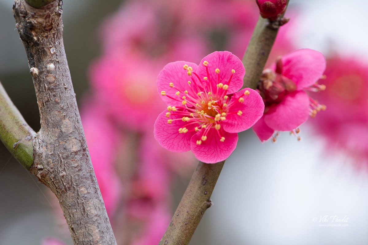 Pink Plum blooms at Kairakuen Garden