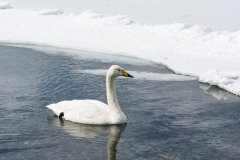 Whopper Swans at Lake Kussharo