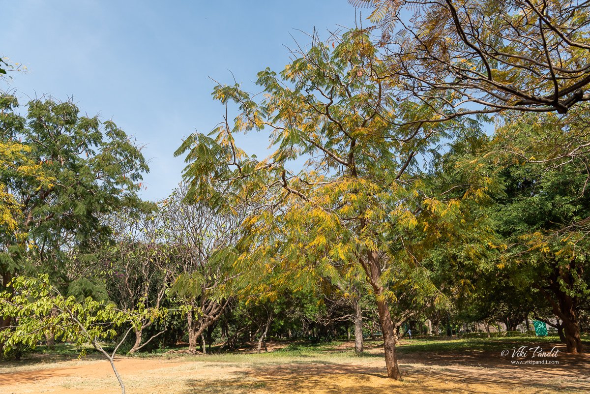 Wooded area at Lalbagh Botanical Garden