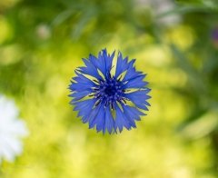 Blue Flowers