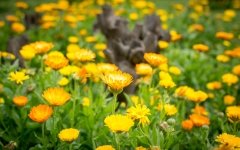 Gerbera Daisy