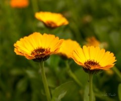 Gerbera Daisy