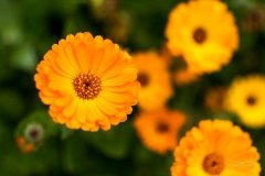 Gerbera Daisy