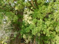 Meoto Sugi Cedar Trees