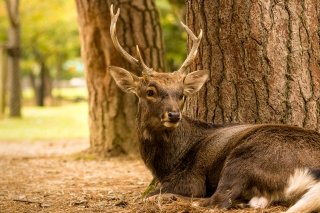 Deer at Nara Park