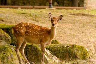 Deer at Nara Park