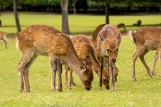Deers at Nara Park