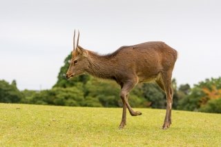 Deer at Nara Park