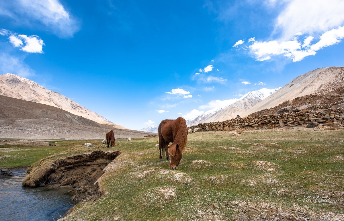 Horses grazing over a meadow near Tangtse on the way to Pangong Lake