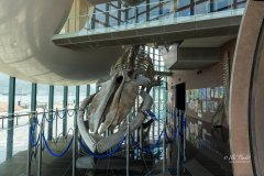 Blue Whale's Skeletal specimen