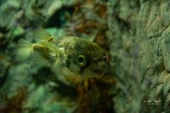 Porcupine fish (Diodon nichthemerus)