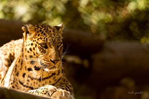 Clouded Leopard