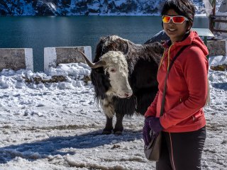 Yak Rides at Changu Lake