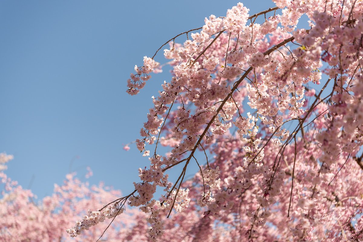 Close-up of Weeping Sakura petals