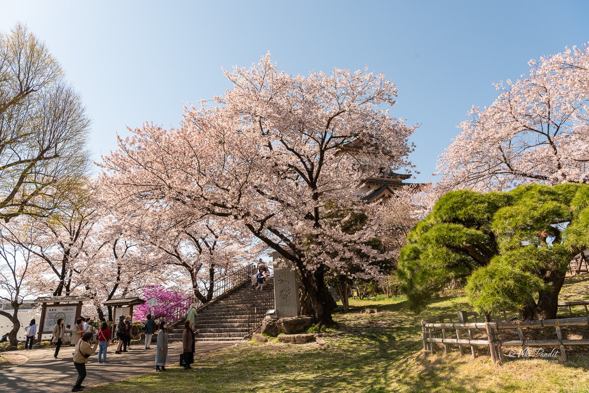 Takashima Castle hidden by Sakura bloom