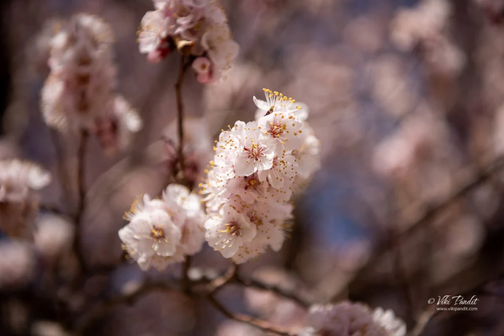 Apricot blooms in Ladakh
