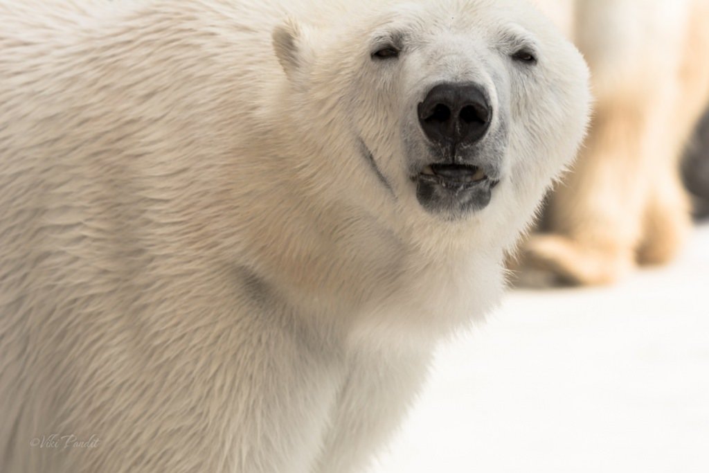 The Polar Bears of Asahiyama