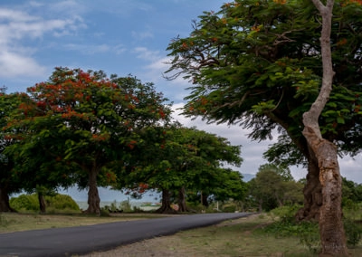 Line of Gulmohars at the at the Glenmorgan Dam Reservoir