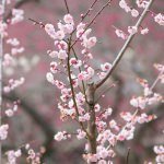 Kairaku-en Garden
