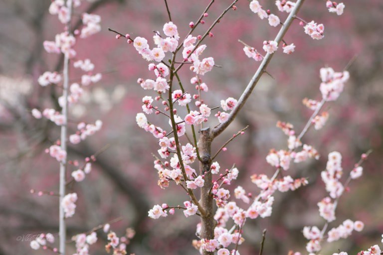 Kairaku-en Garden