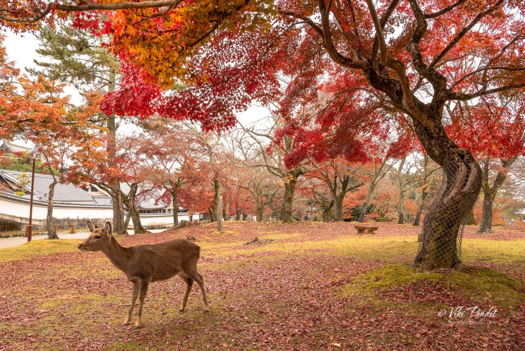 Fall at Nara Deer Park