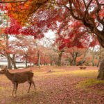 Deer at Nara Park during Fall