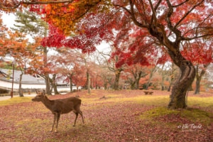 Deer at Nara Park during Fall