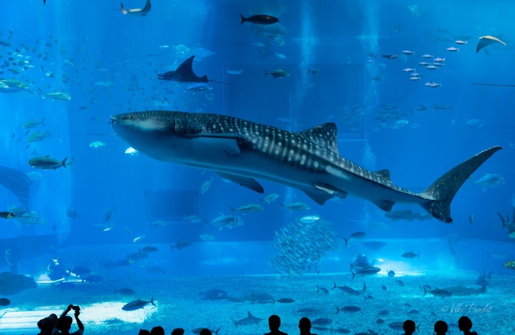 The mysteries of Okinawa Churaumi Aquarium