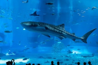 Okinawa Churaumi Aquarium